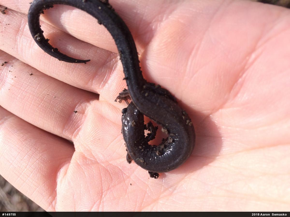 Northern Ravine Salamander