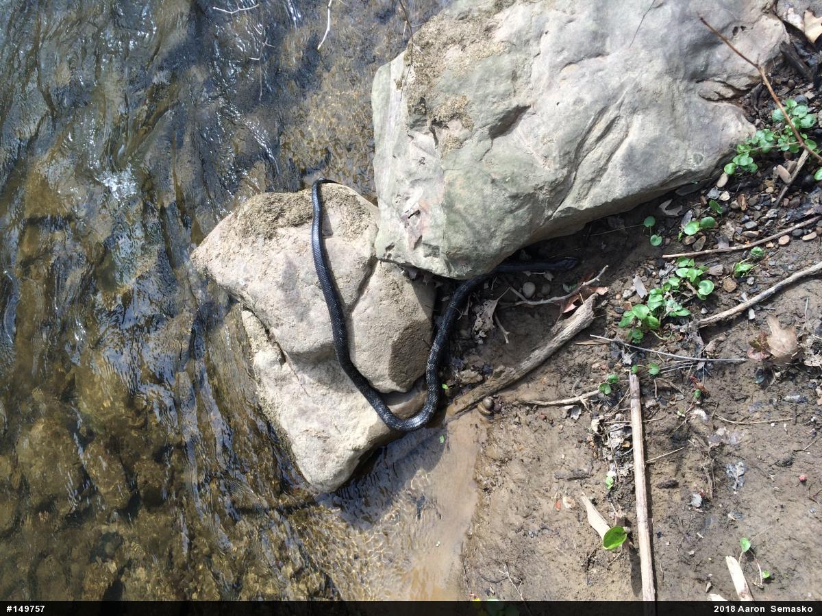 Eastern Ratsnake