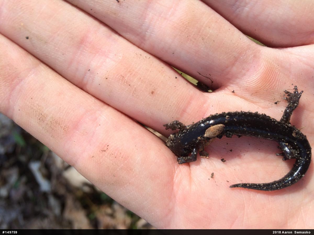 Wehrle's Salamander