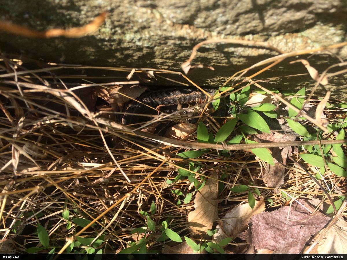 Eastern Gartersnake