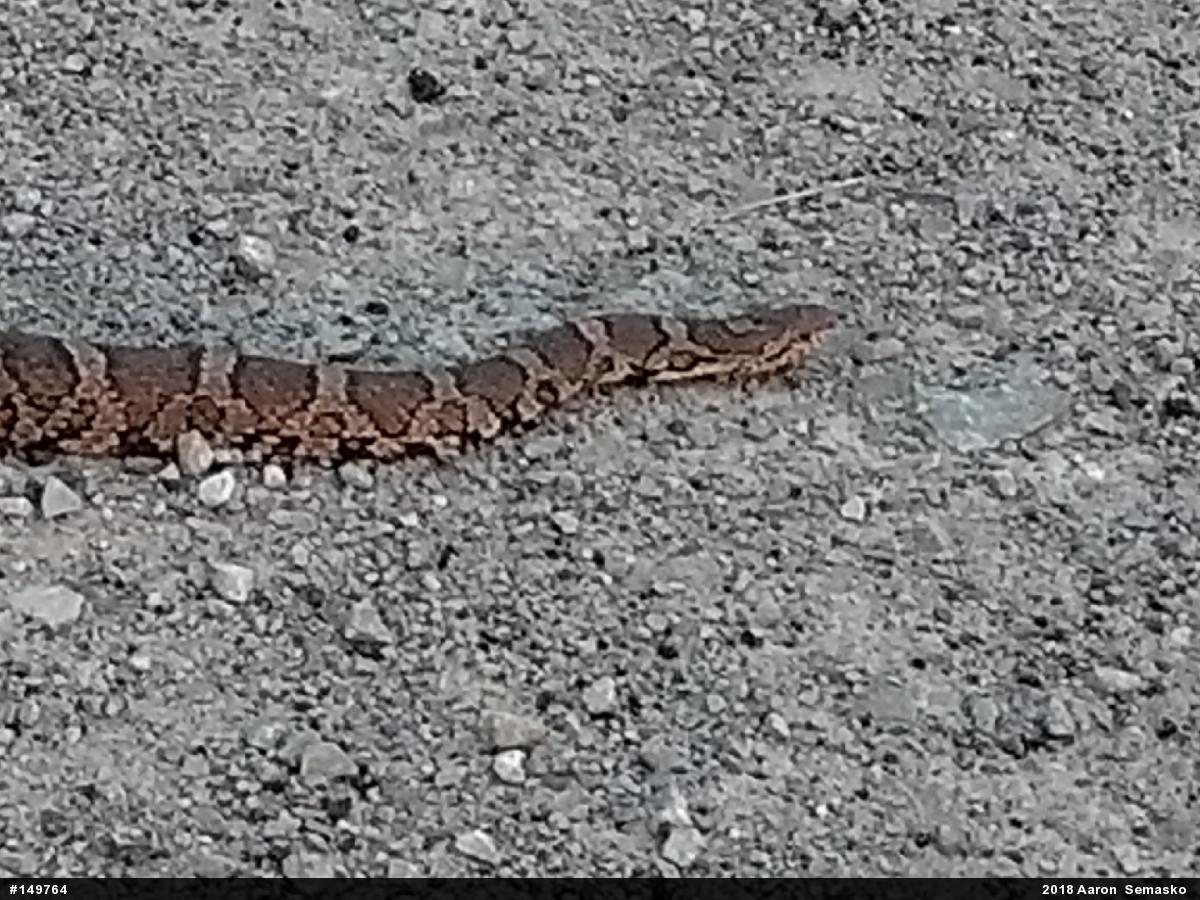Eastern Milksnake