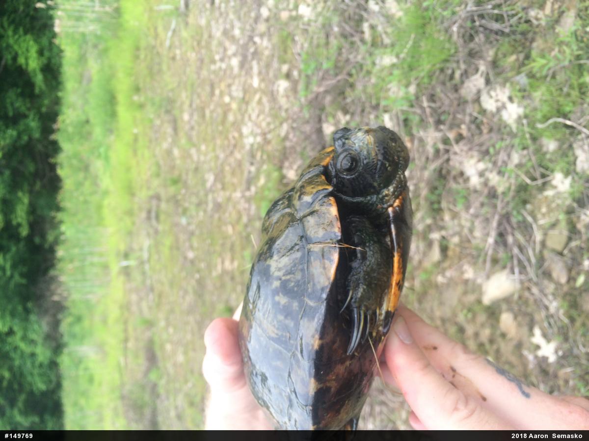 Pond Slider