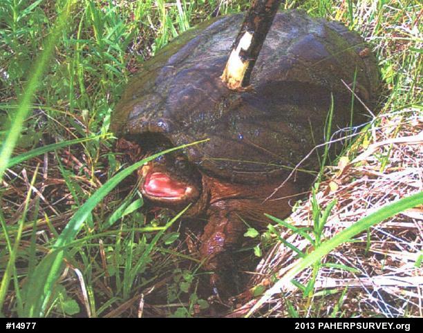 Snapping Turtle