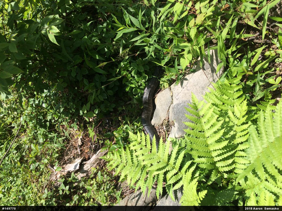 Eastern Ratsnake