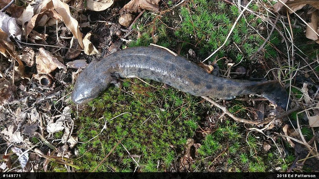 Common Mudpuppy