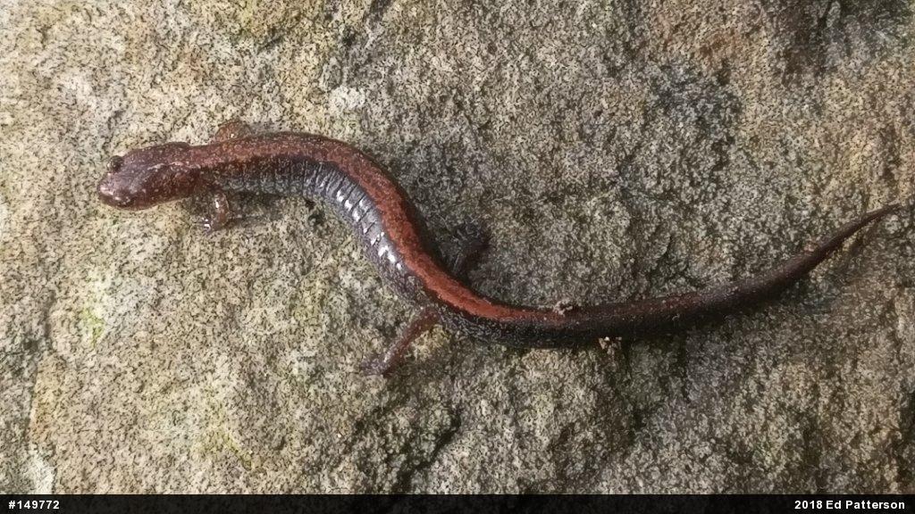 Eastern Red-backed  Salamander