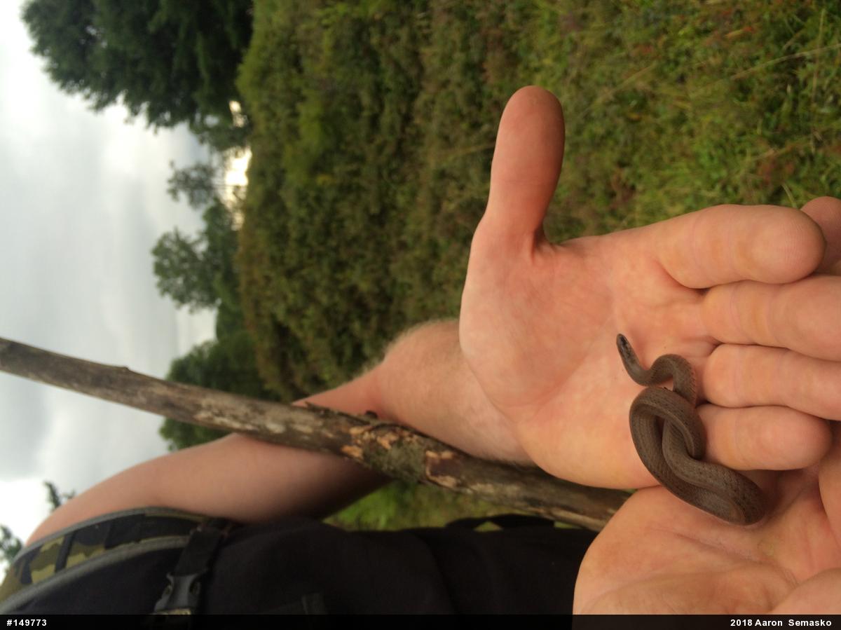 Mountain Earthsnake