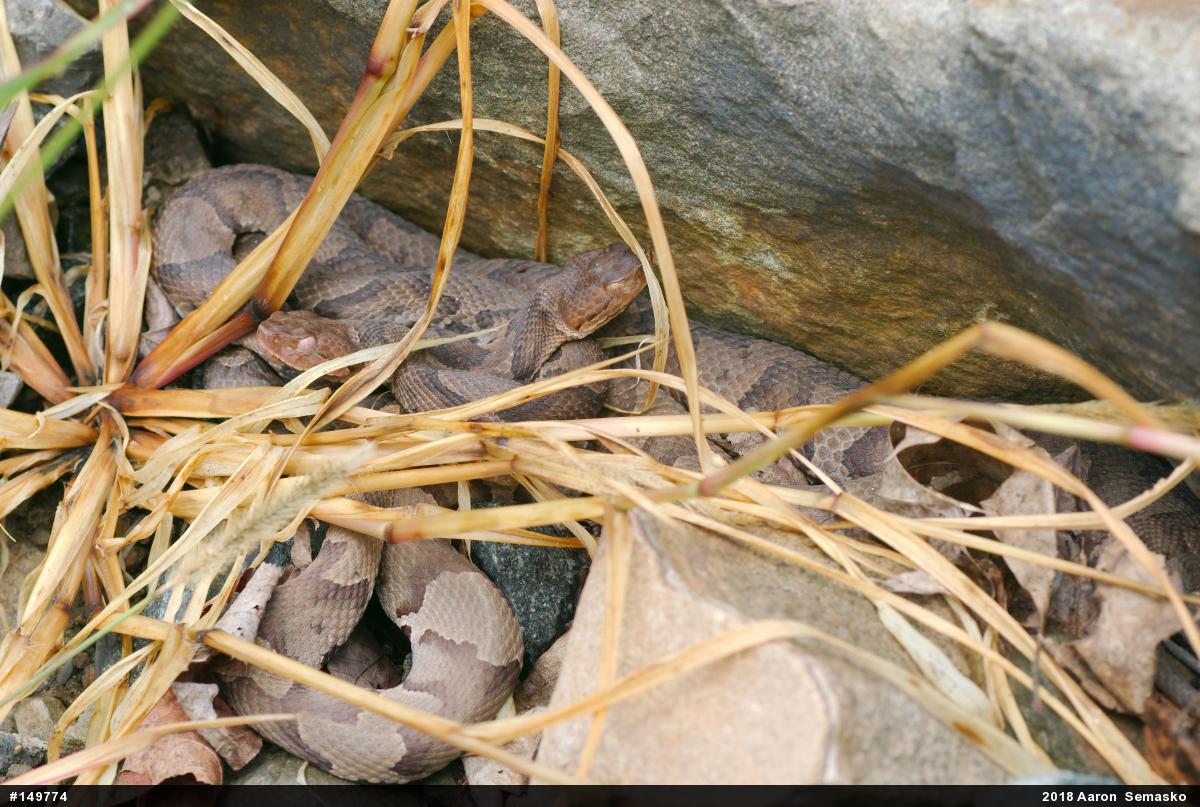 Northern Copperhead