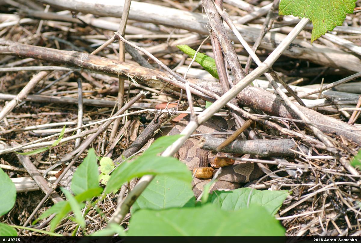 Northern Copperhead