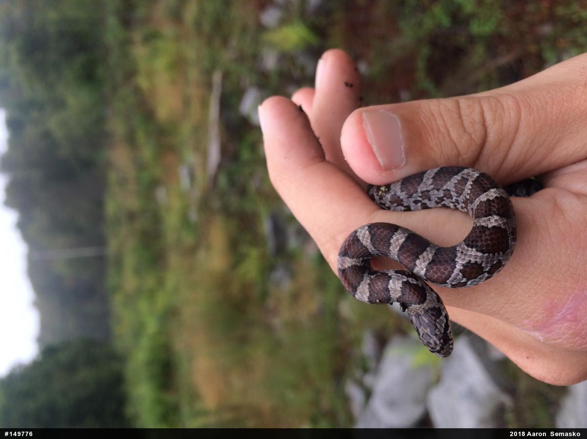 Eastern Milksnake