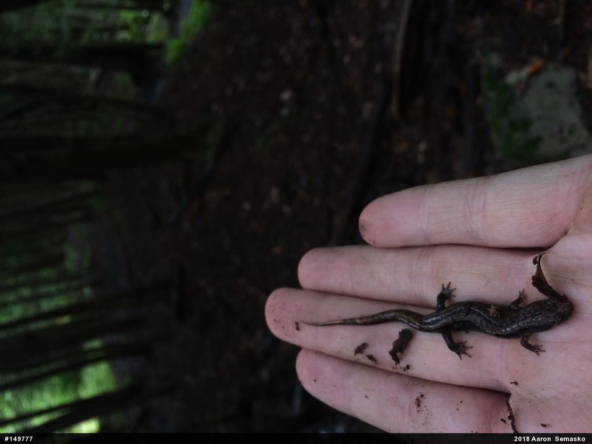 Allegheny Mountain Dusky Salamander