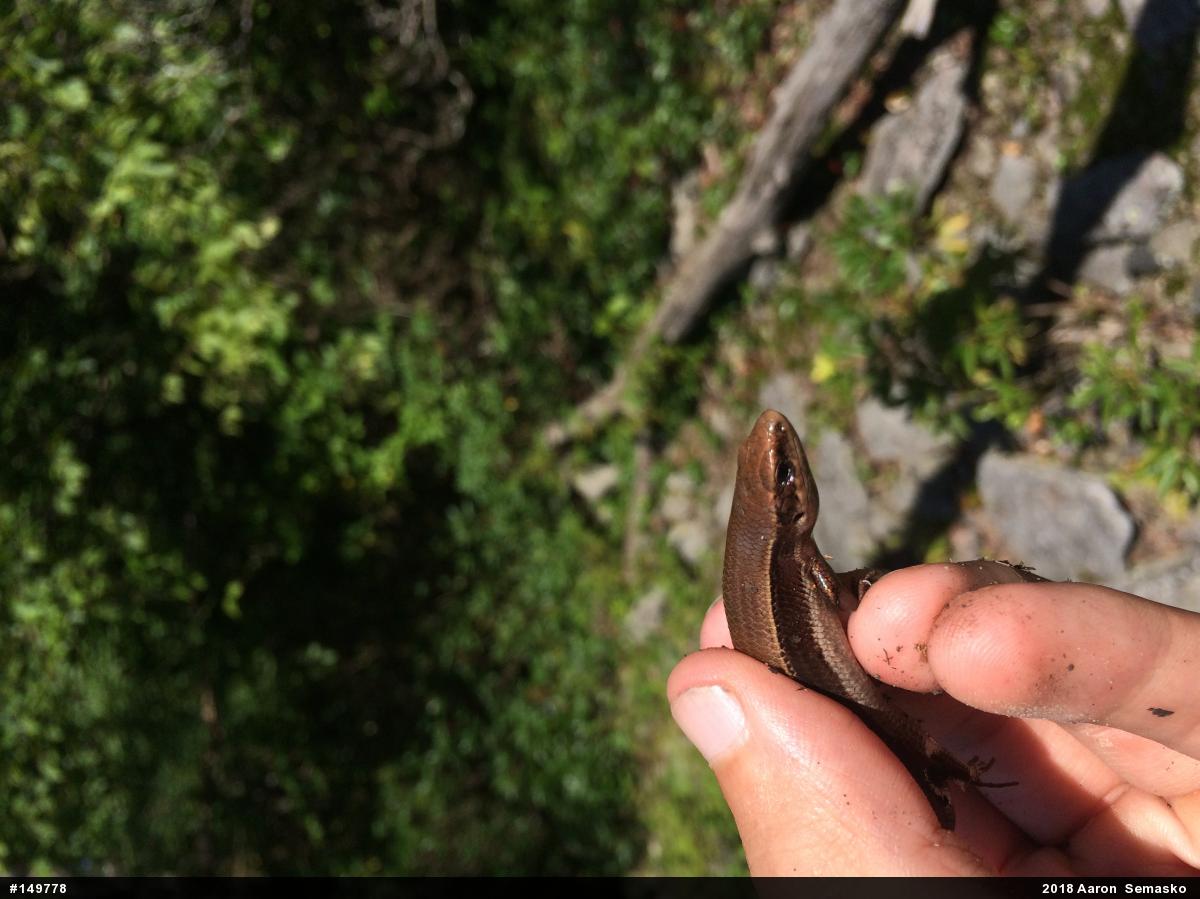 Northern Coal Skink