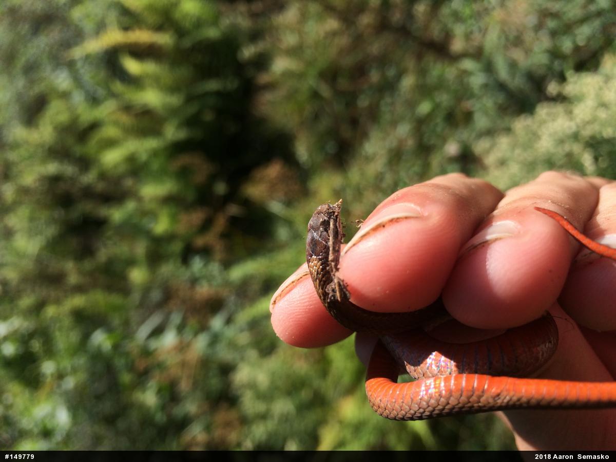 Red-bellied Snake
