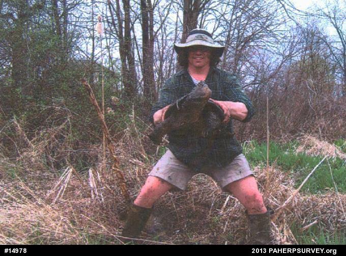 Snapping Turtle
