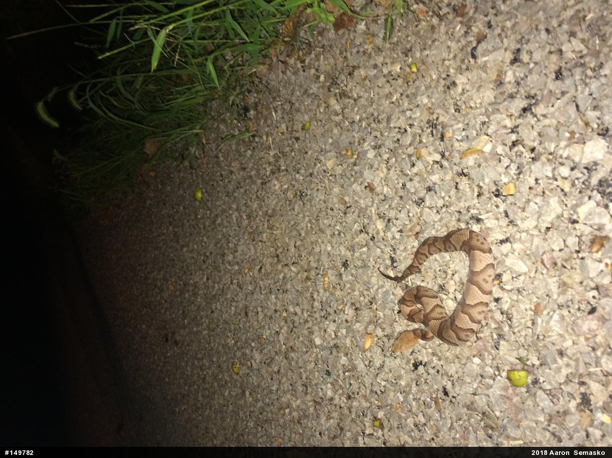 Northern Copperhead