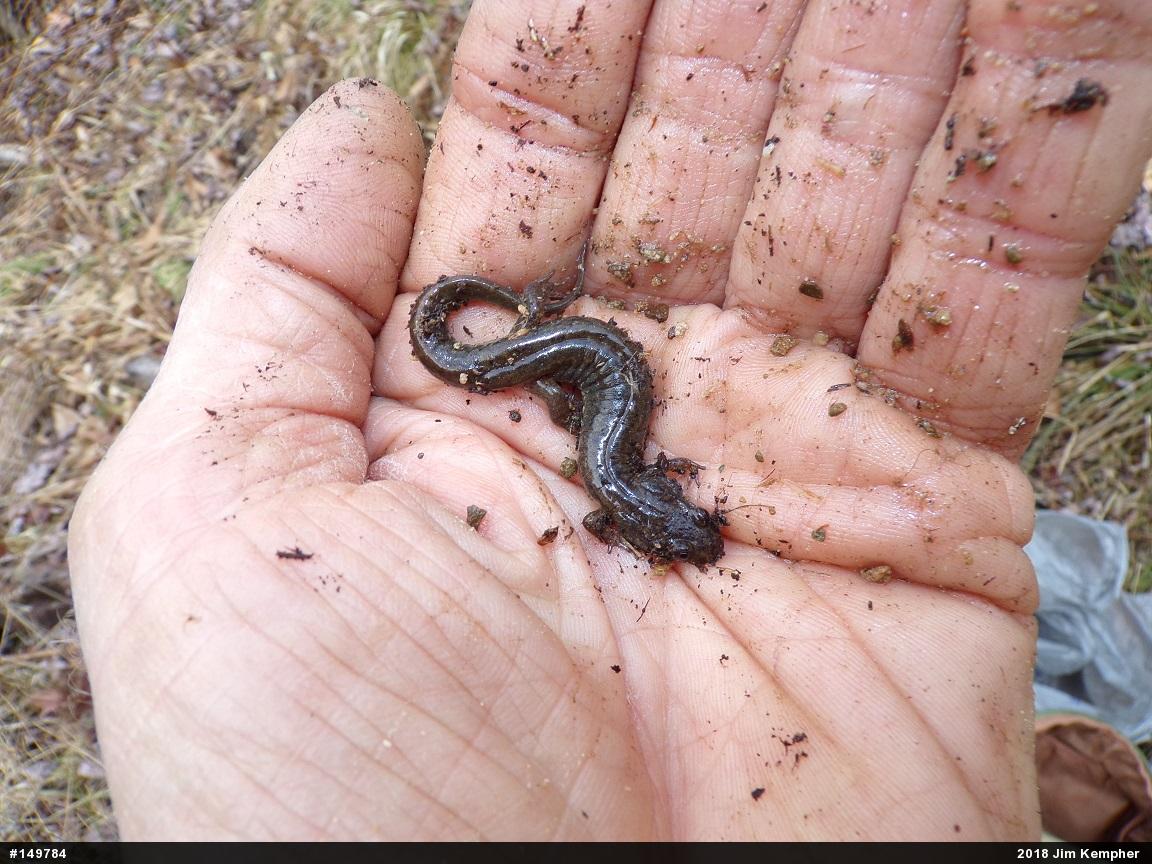 Northern Dusky Salamander