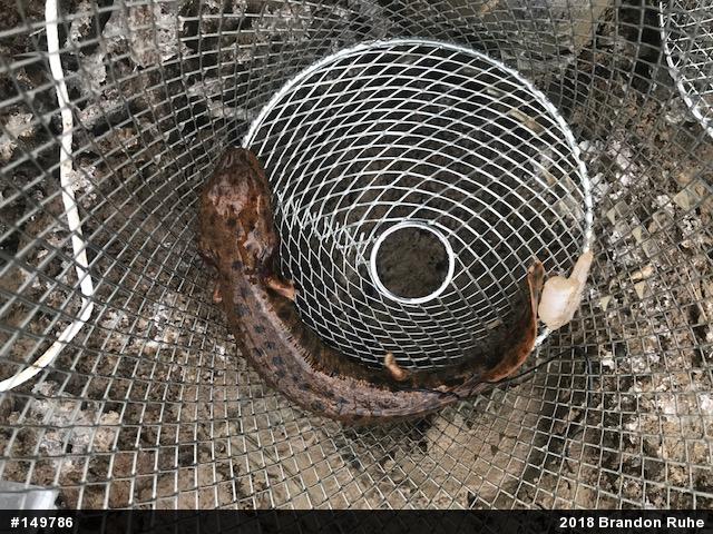 Common Mudpuppy