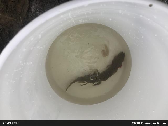 Common Mudpuppy