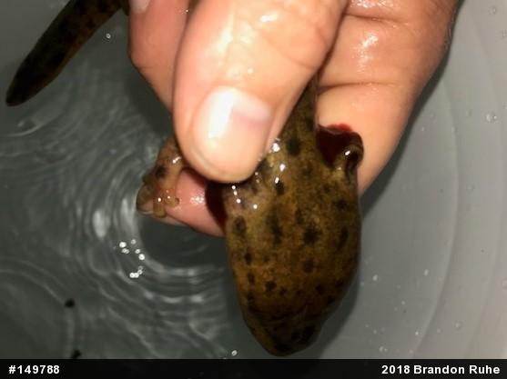 Common Mudpuppy