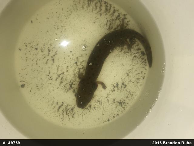 Common Mudpuppy