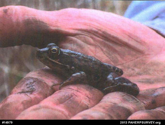 Green Frog