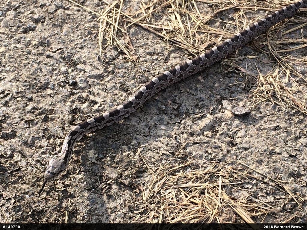 Eastern Ratsnake