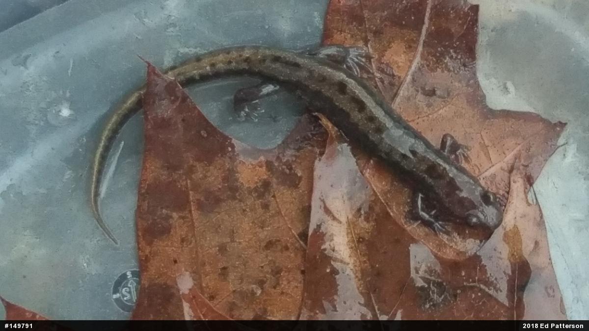 Allegheny Mountain Dusky Salamander