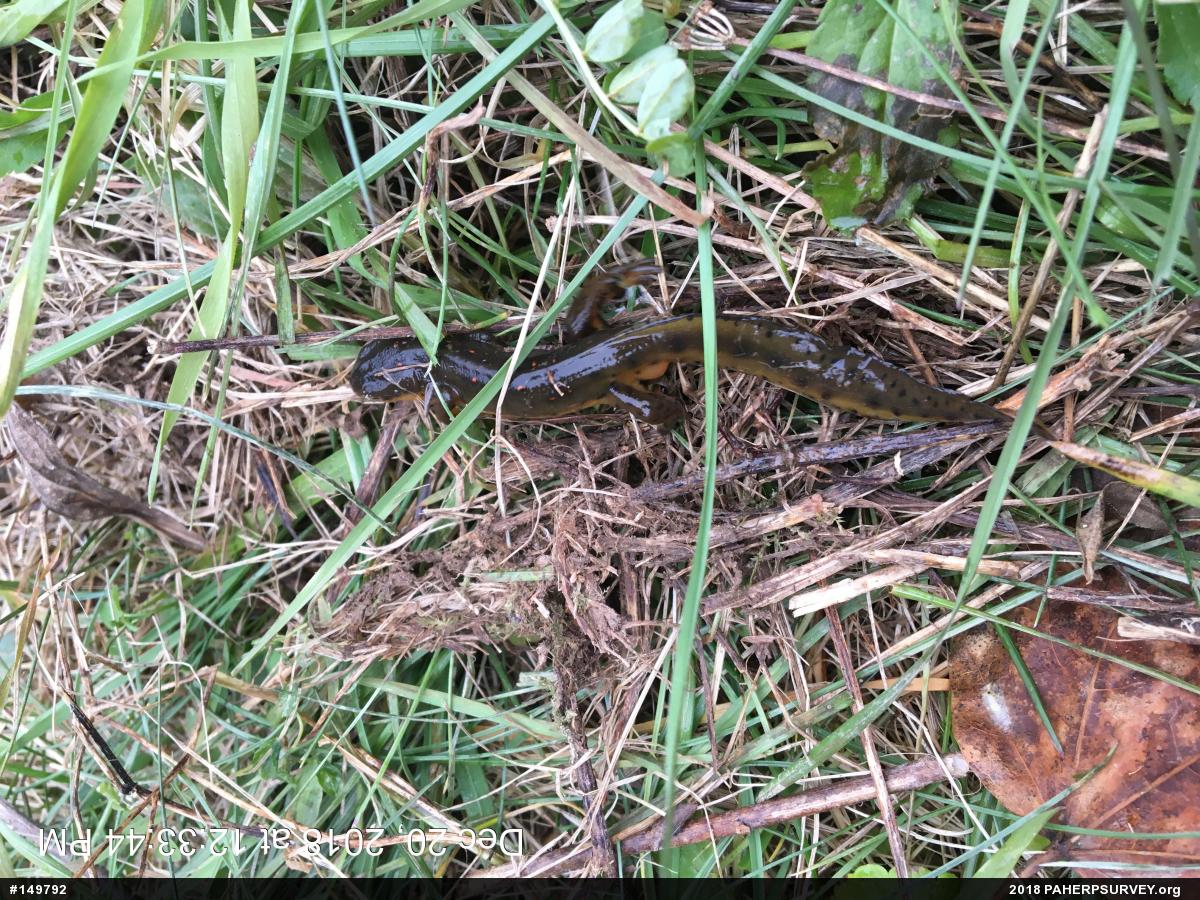 Red-spotted Newt