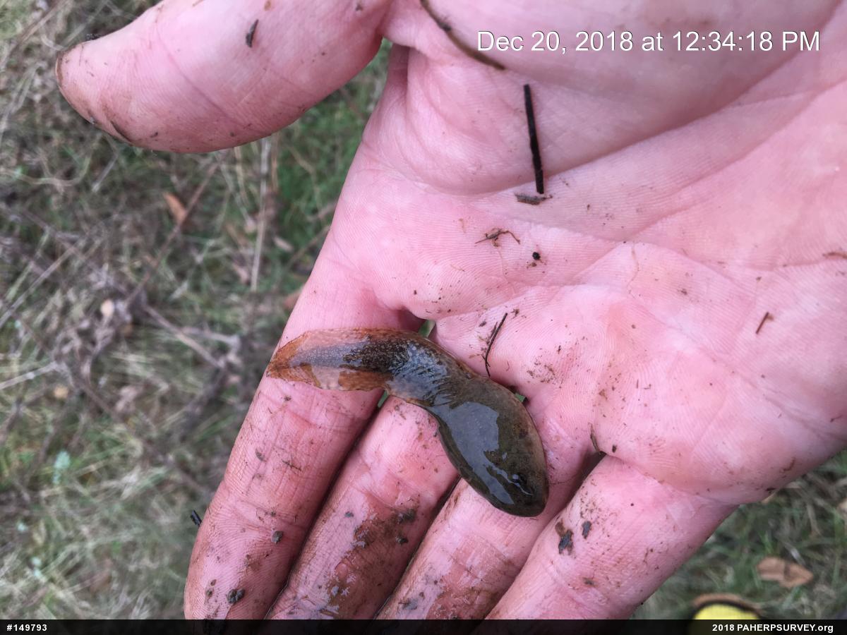 Green Frog