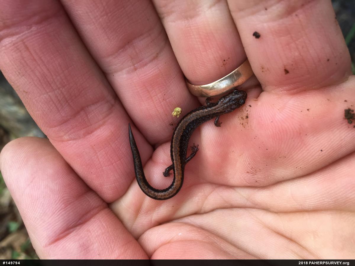 Eastern Red-backed  Salamander
