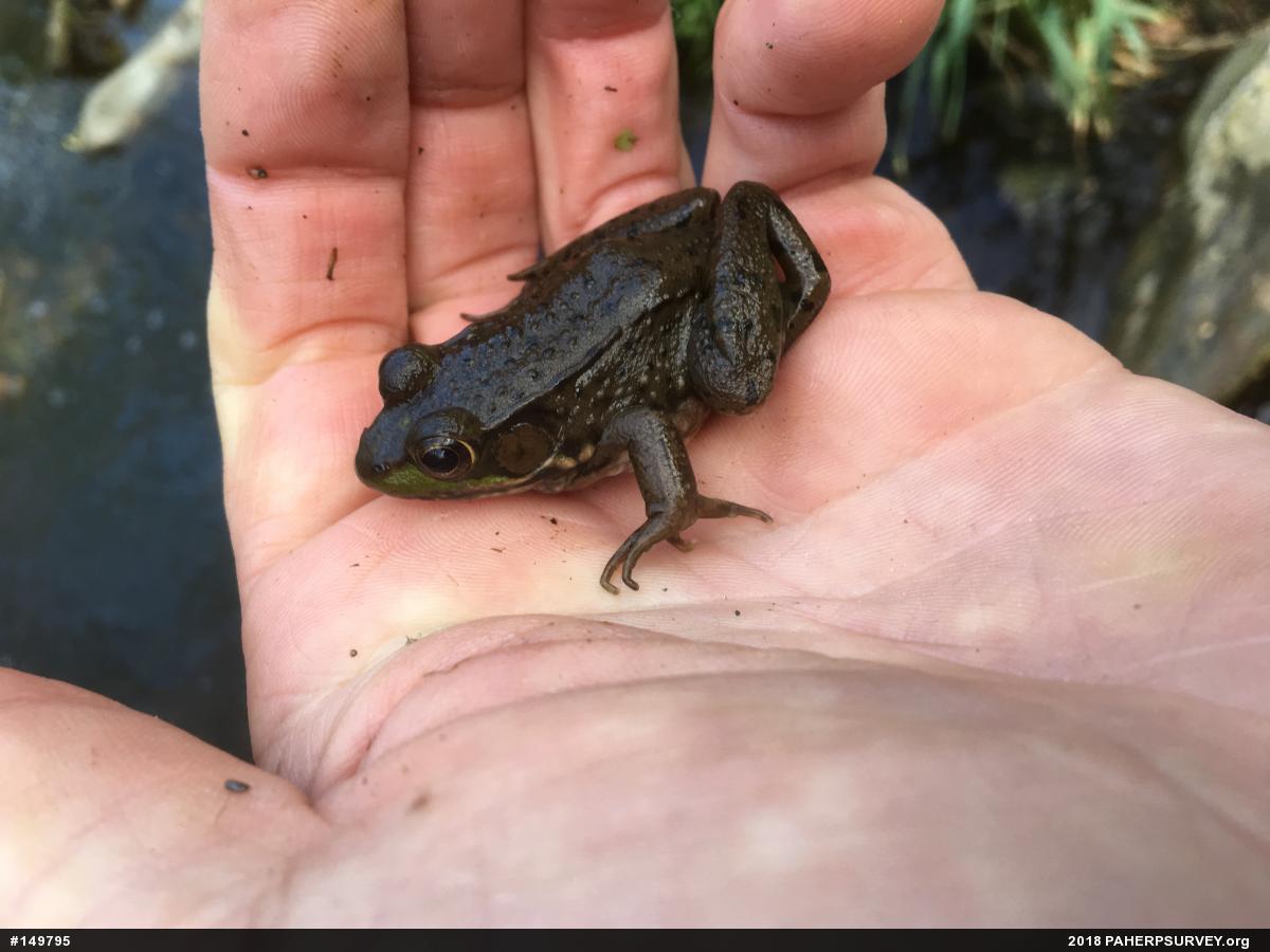 Green Frog