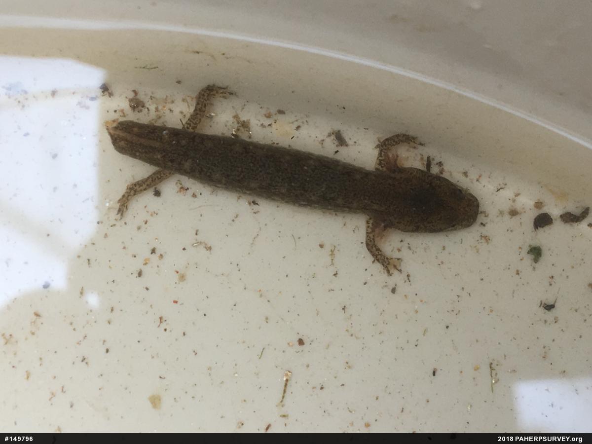 Northern Two-lined Salamander
