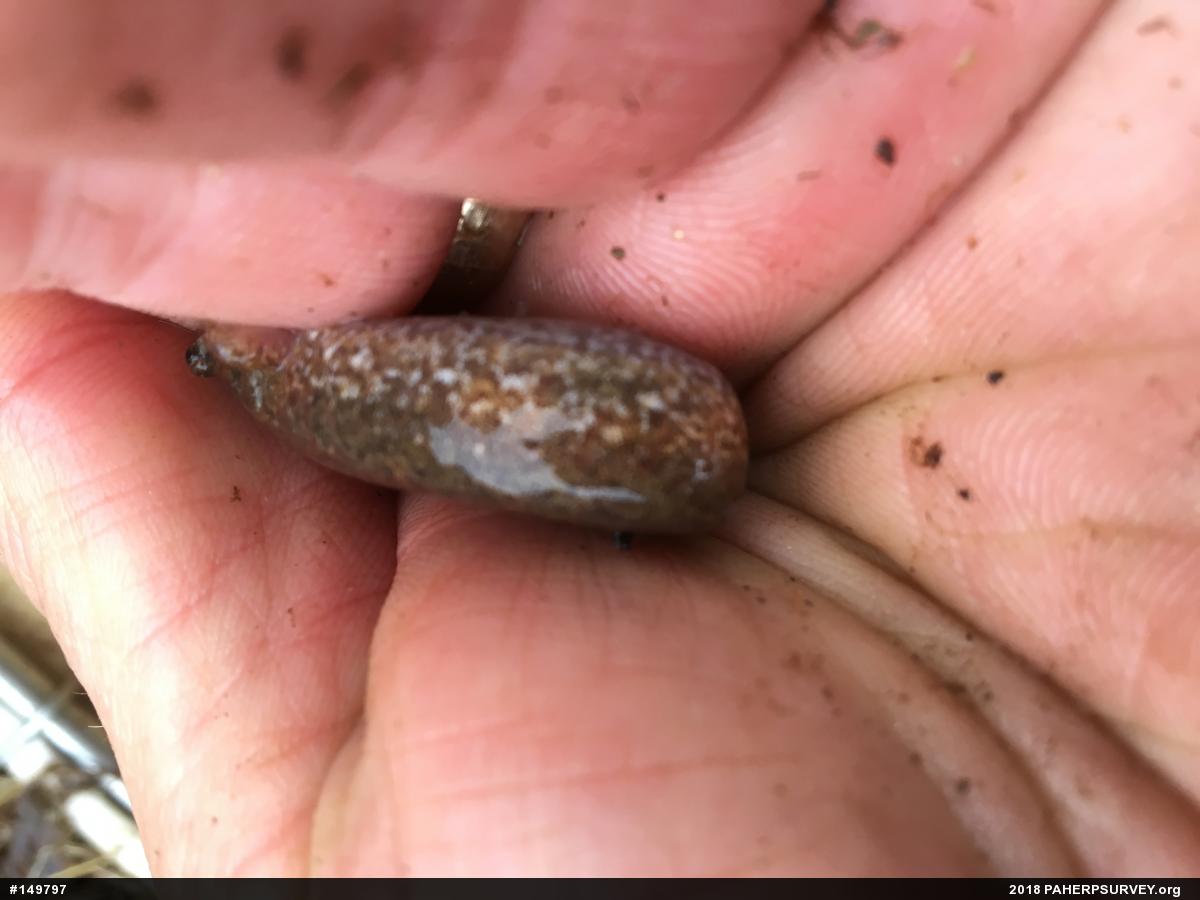 Northern Dusky Salamander