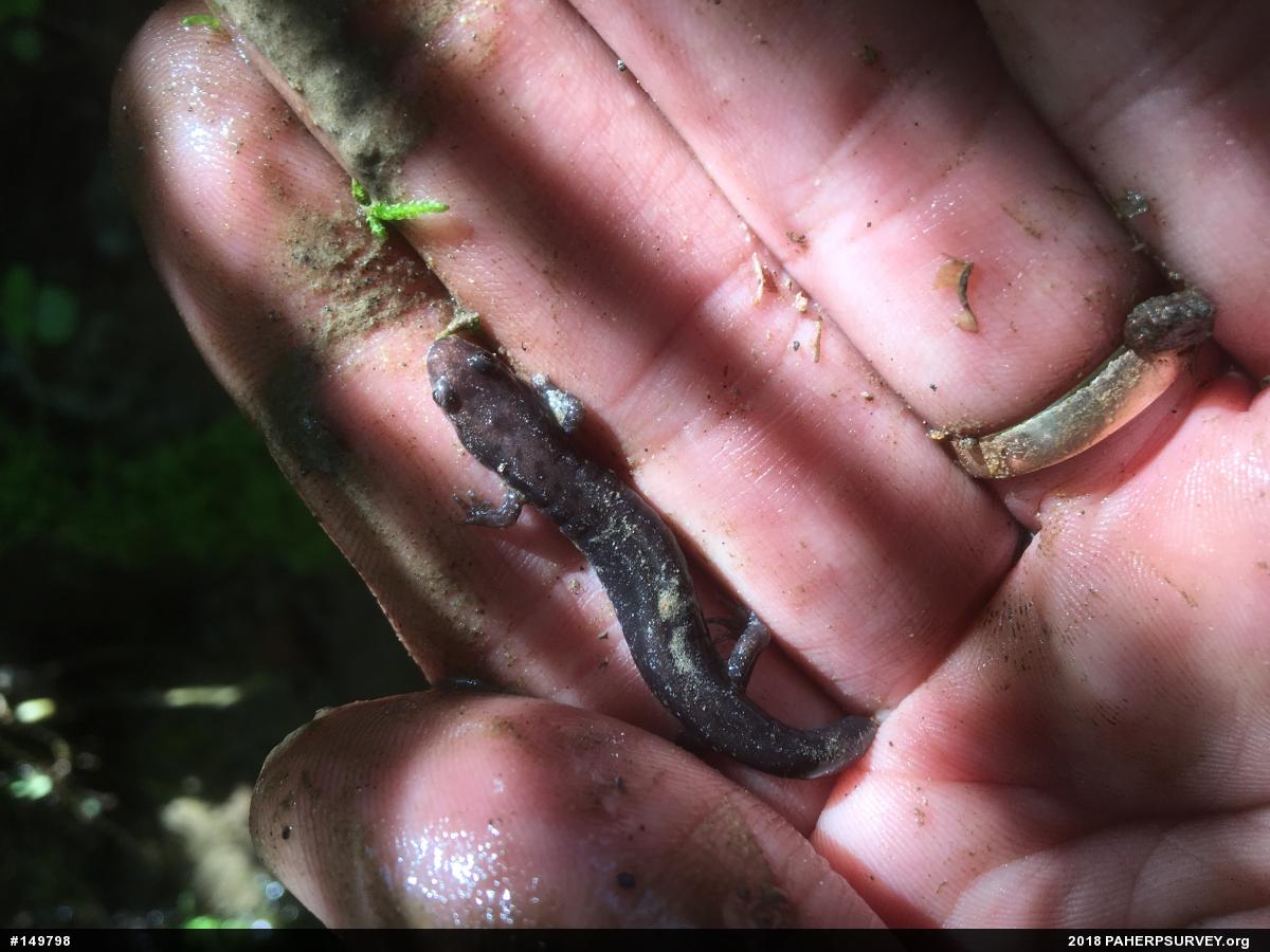 Allegheny Mountain Dusky Salamander