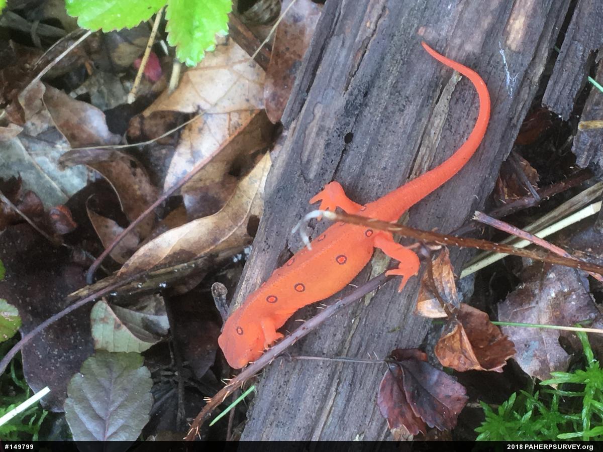 Red-spotted Newt