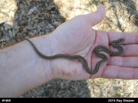 Dekay's Brownsnake