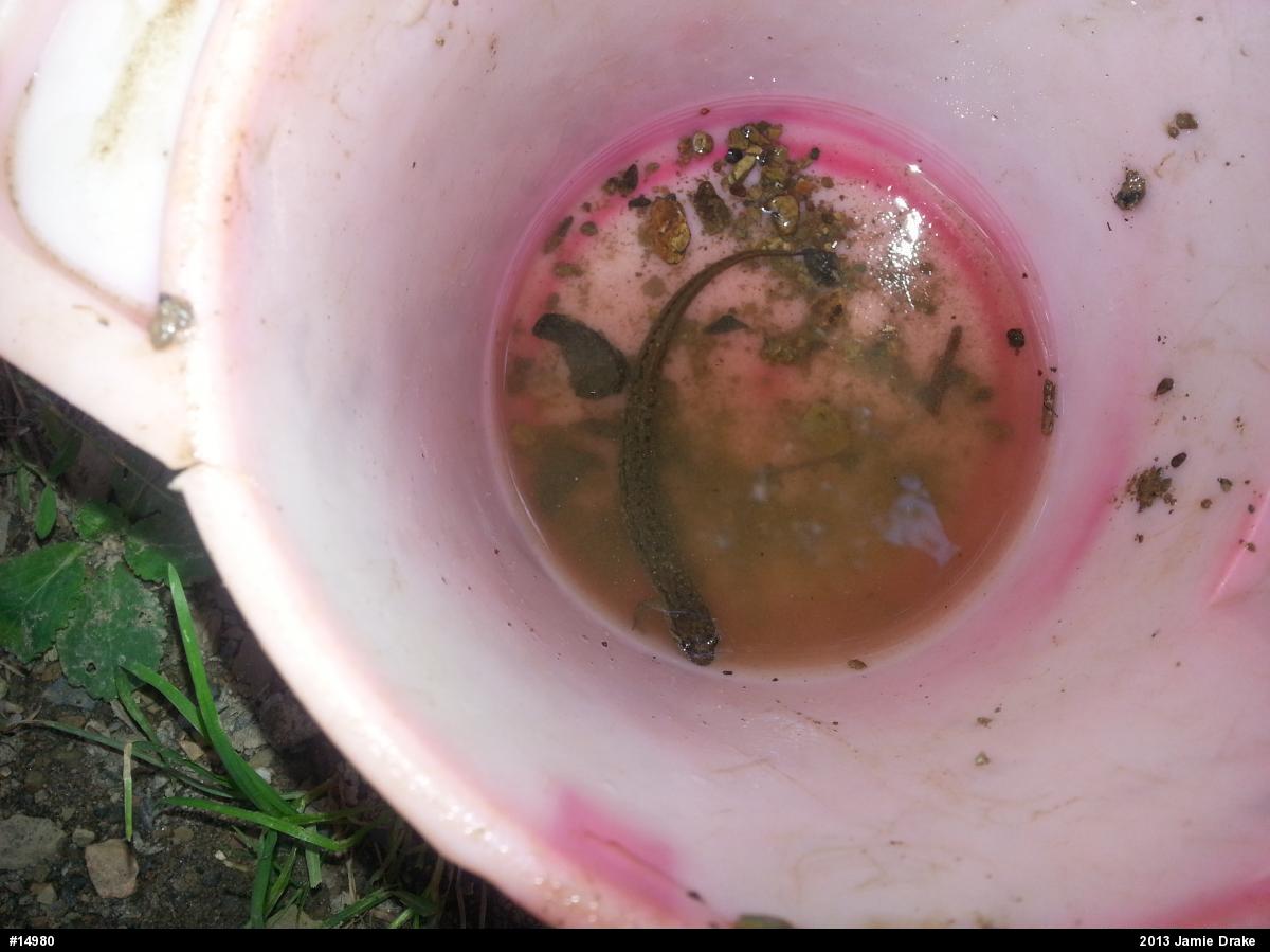 Northern Dusky Salamander