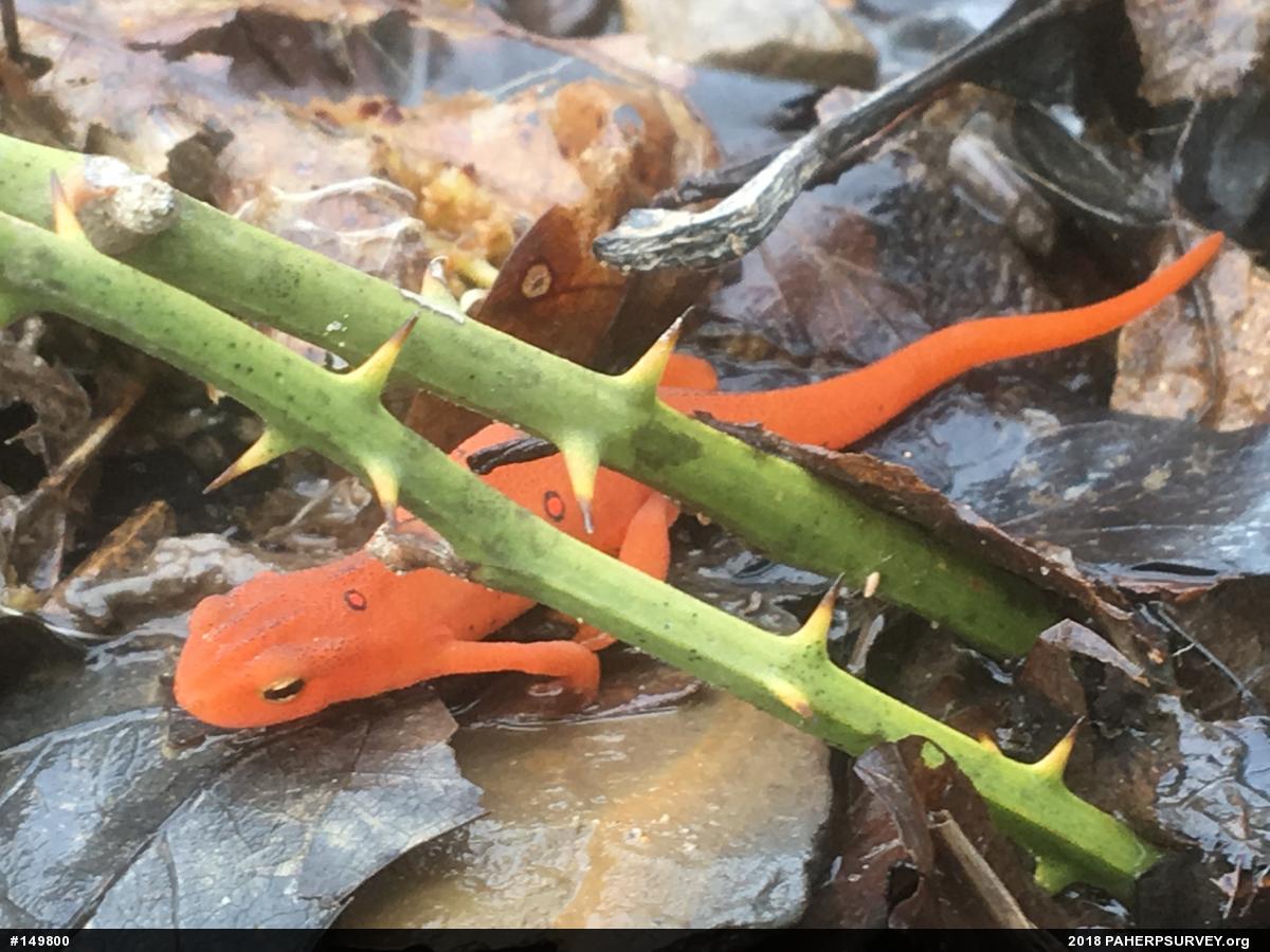 Red-spotted Newt