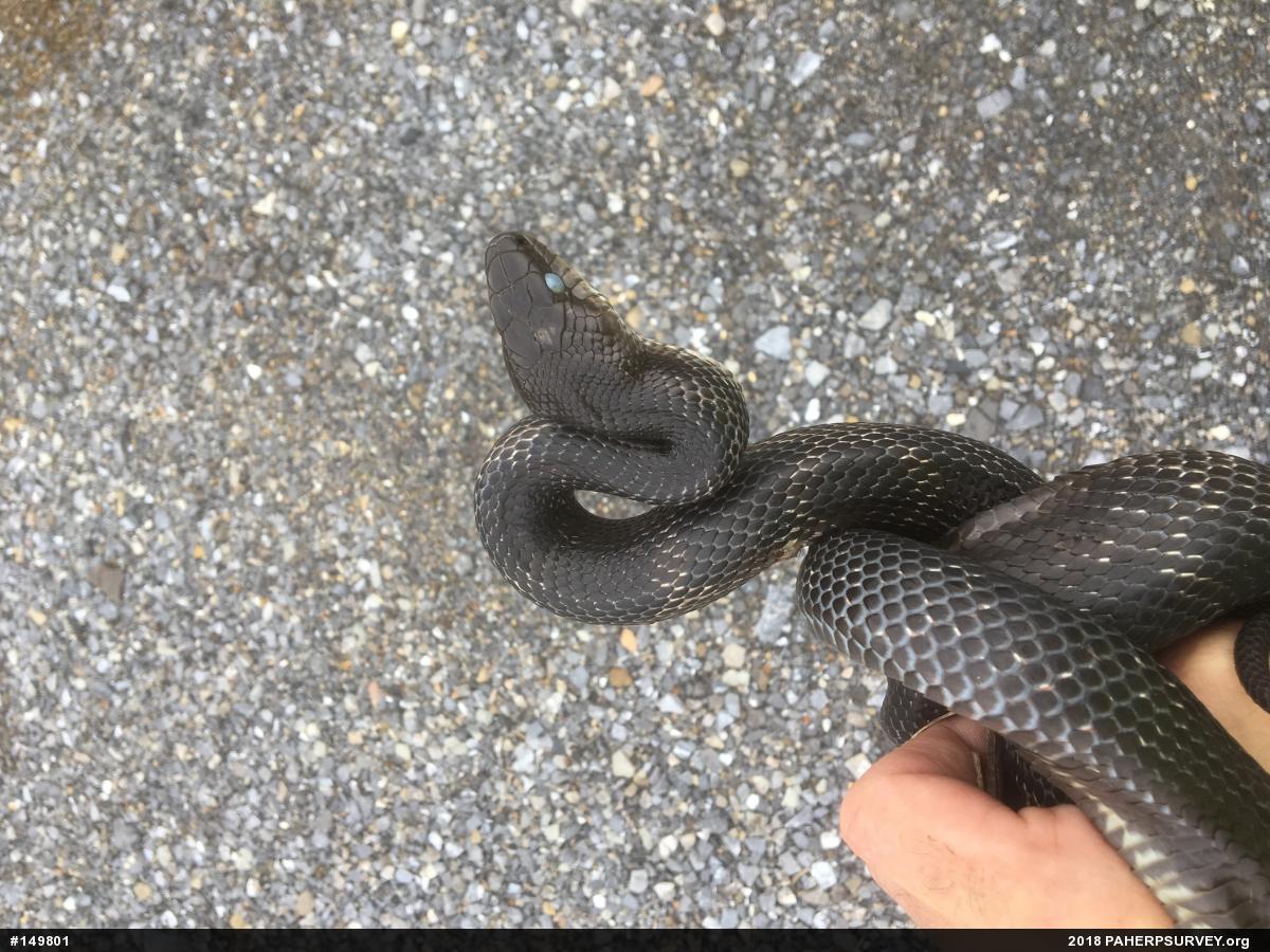 Eastern Ratsnake