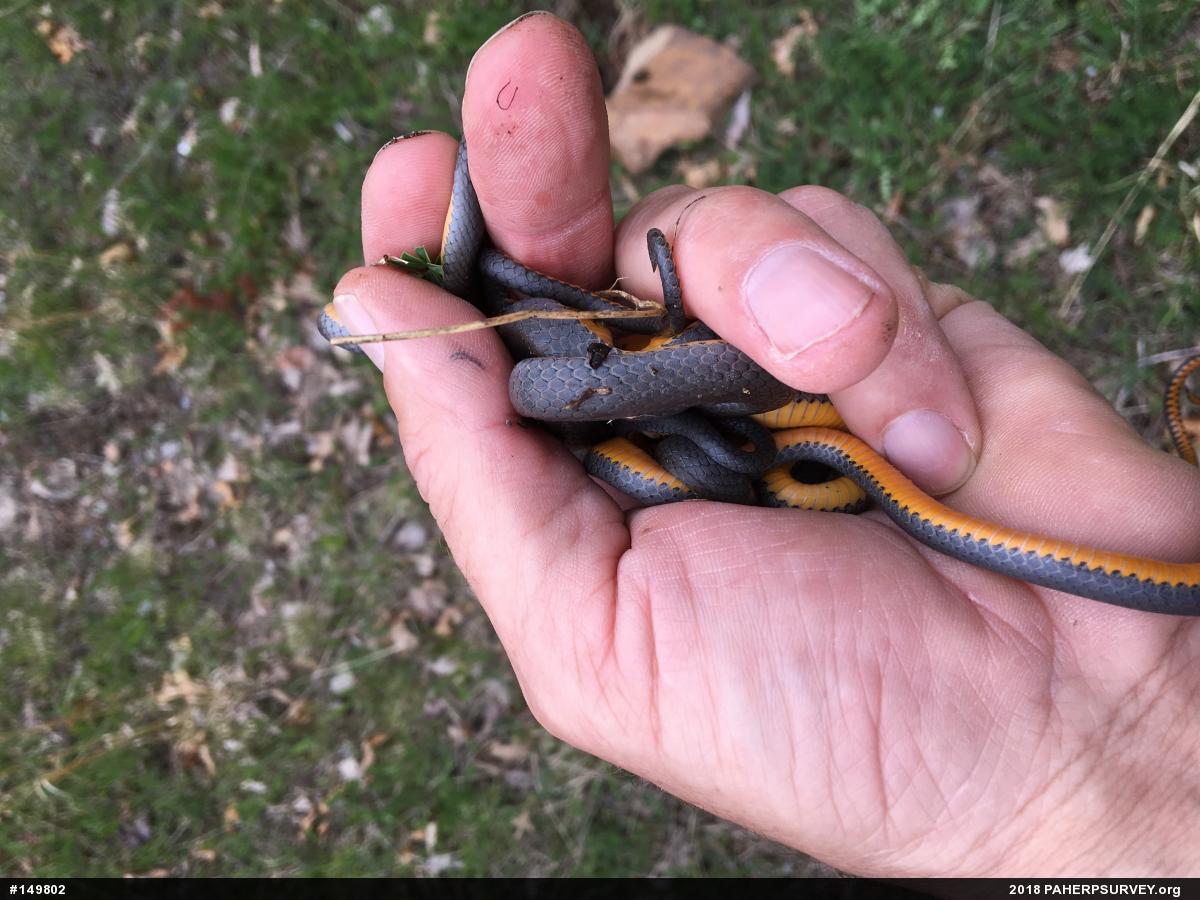Northern Ring-necked Snake
