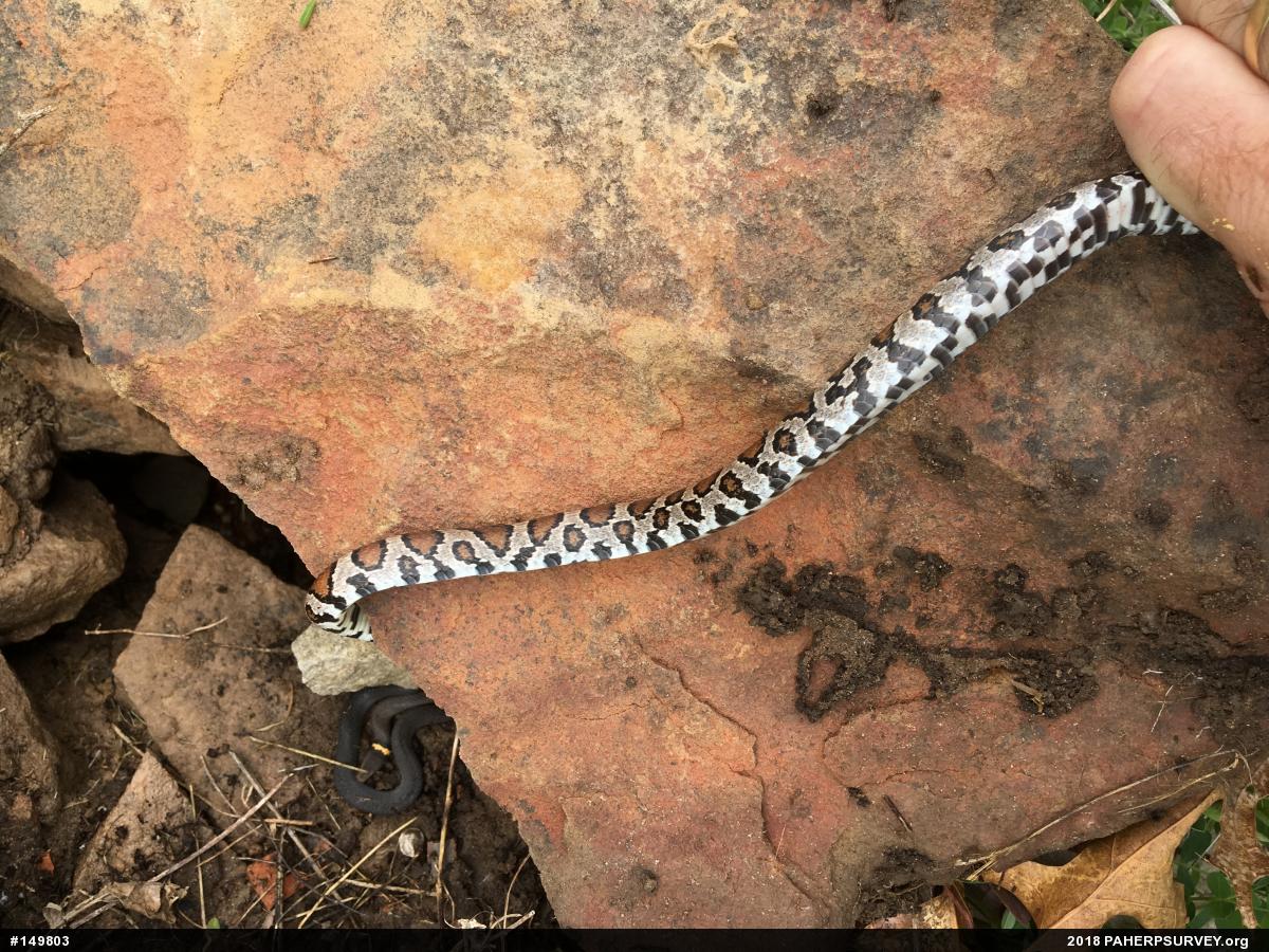 Eastern Milksnake