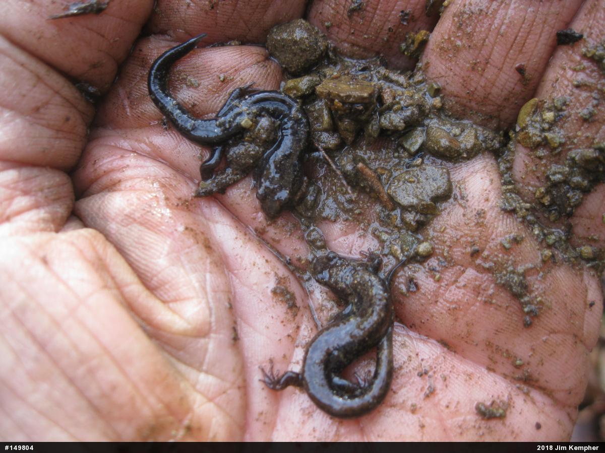 Allegheny Mountain Dusky Salamander
