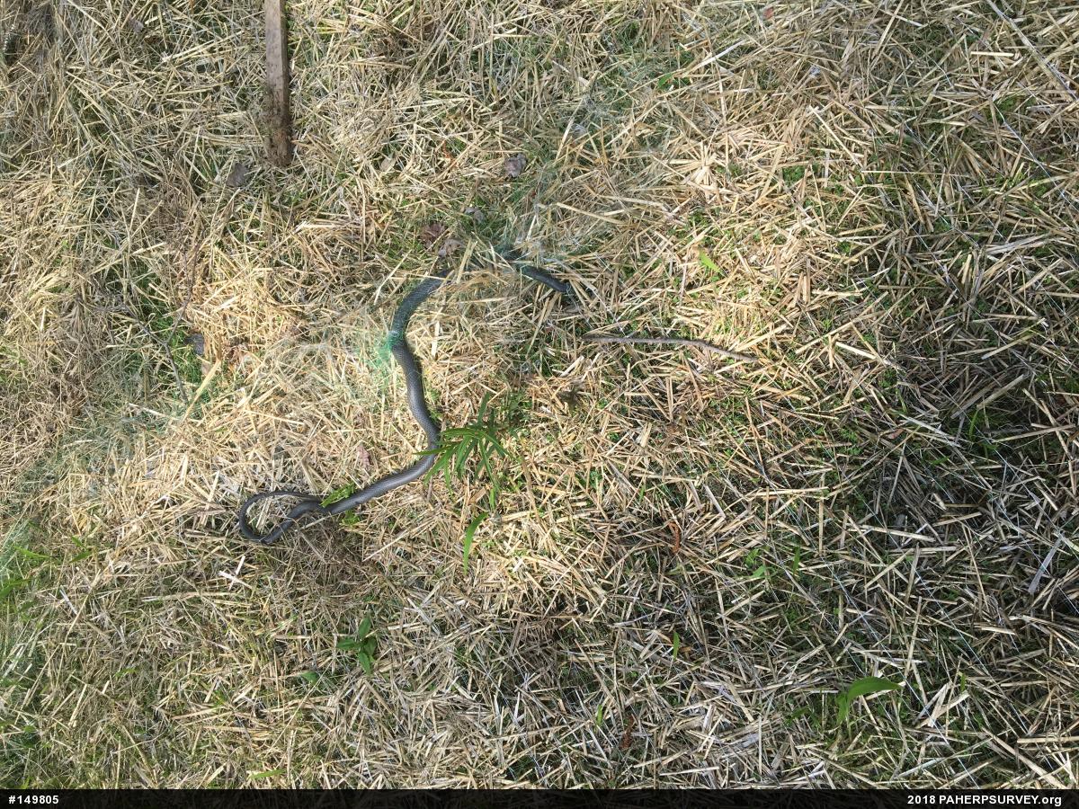 Northern Black Racer