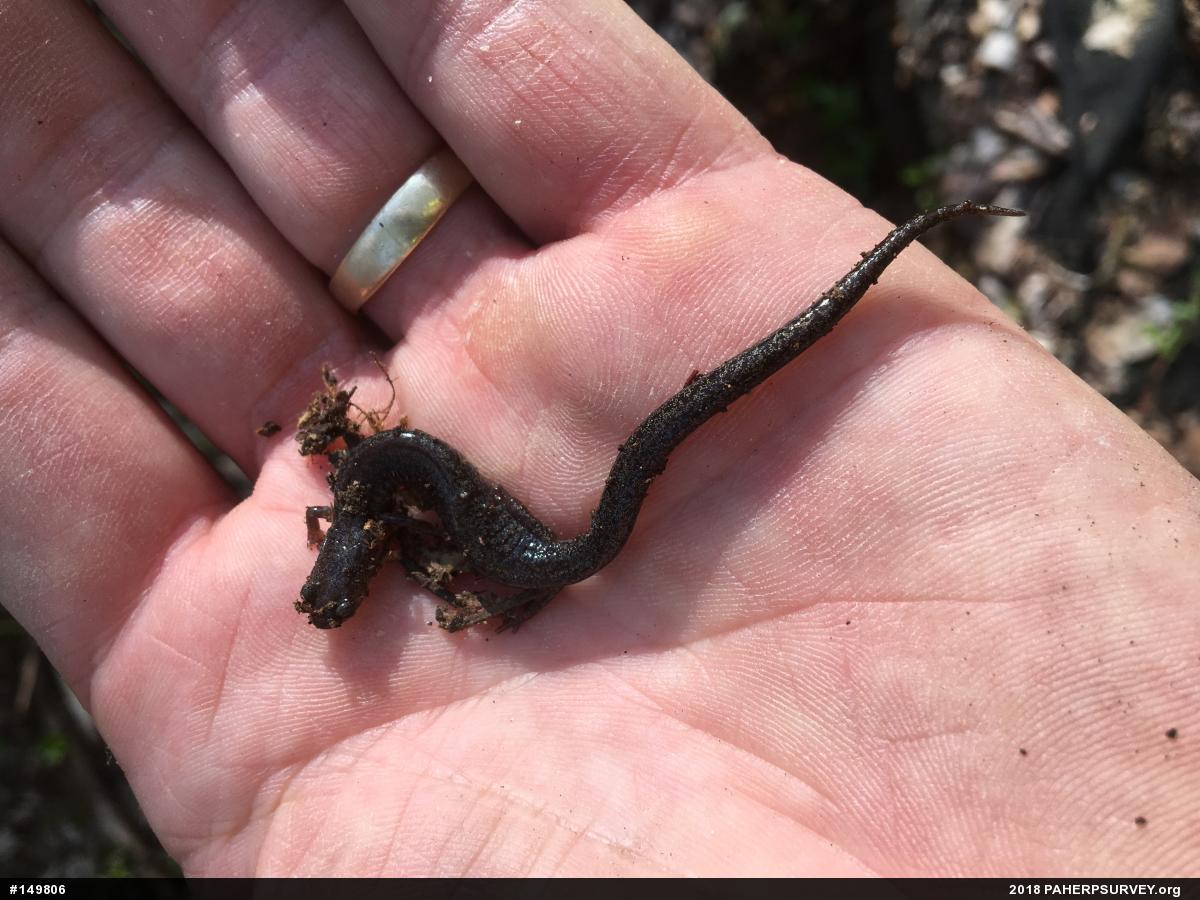 Valley And Ridge Salamander