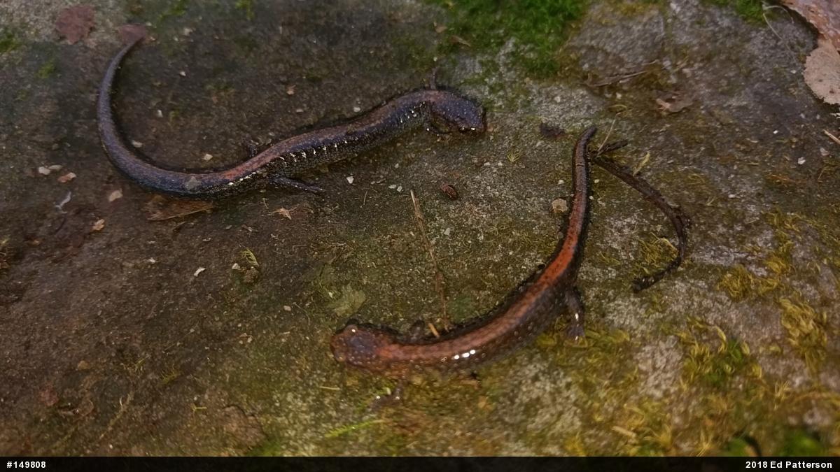 Eastern Red-backed  Salamander