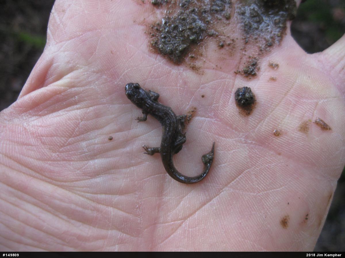 Allegheny Mountain Dusky Salamander
