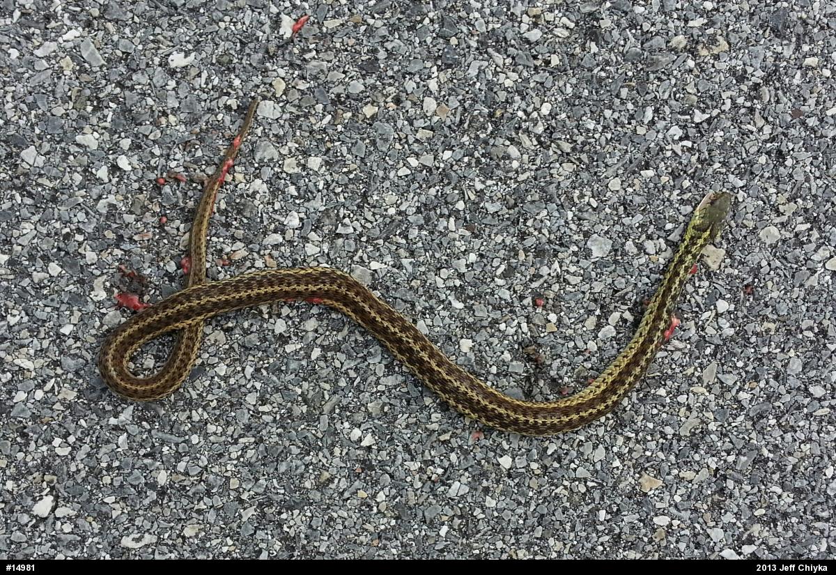 Eastern Gartersnake