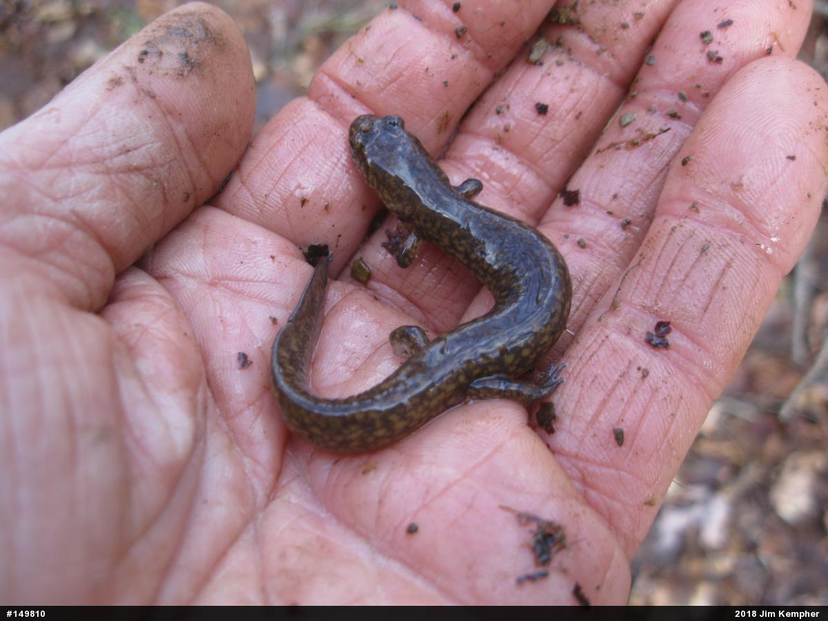 Northern Spring Salamander