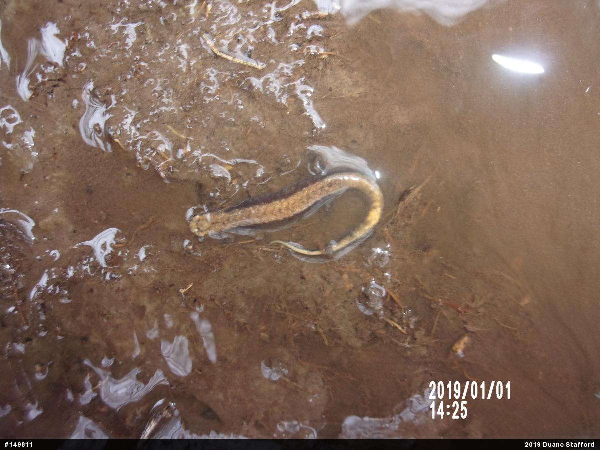 Allegheny Mountain Dusky Salamander