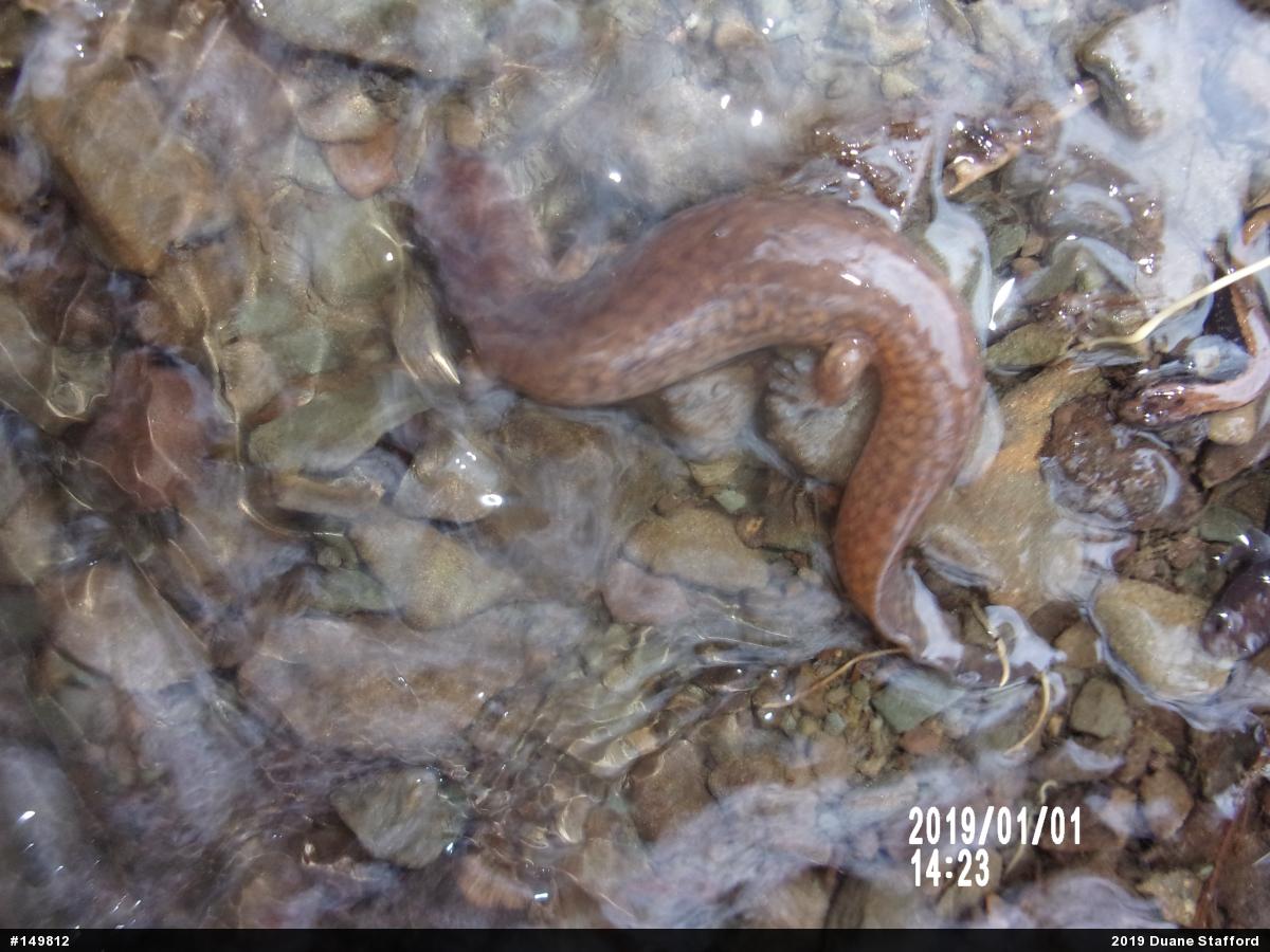 Northern Spring Salamander
